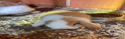 Mini Lop rabbits for sale: Mini Lop Kits  - Advert 3