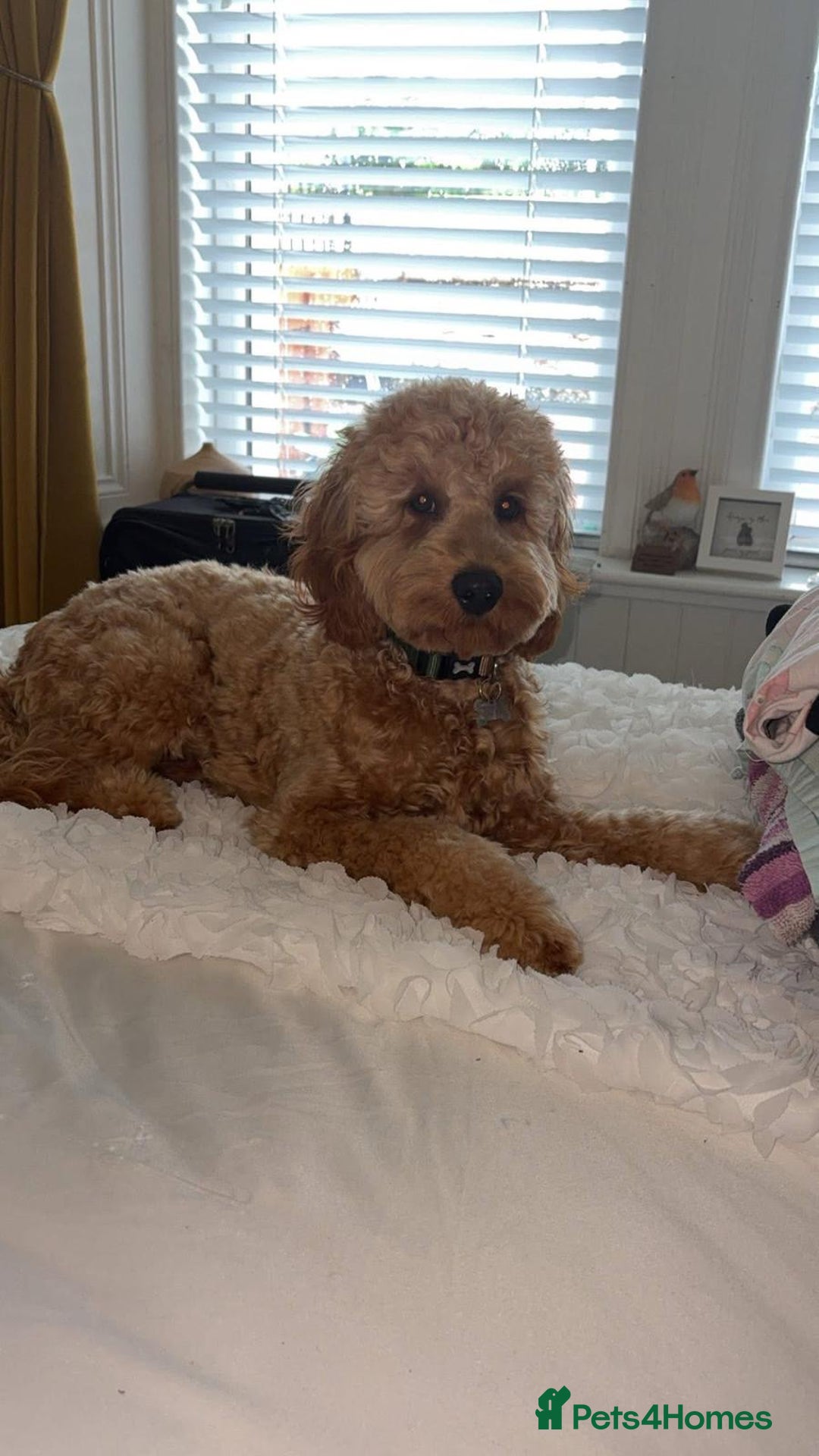 Cockapoo dogs for sale: Cockapoo F1 - Advert 9