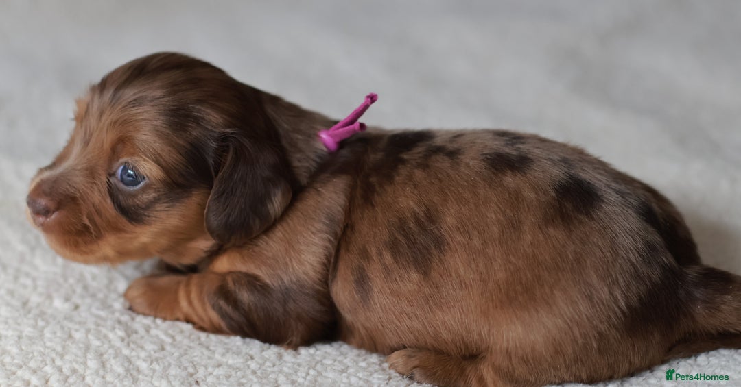 Miniature Dachshund dogs for sale: 5StarsLicensed+LongHaired+KC+PRAClear+VetChecked - Image 22