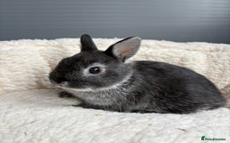 Netherland Dwarf rabbits for sale: Pure bred Netherland dwarfs  - Image 2