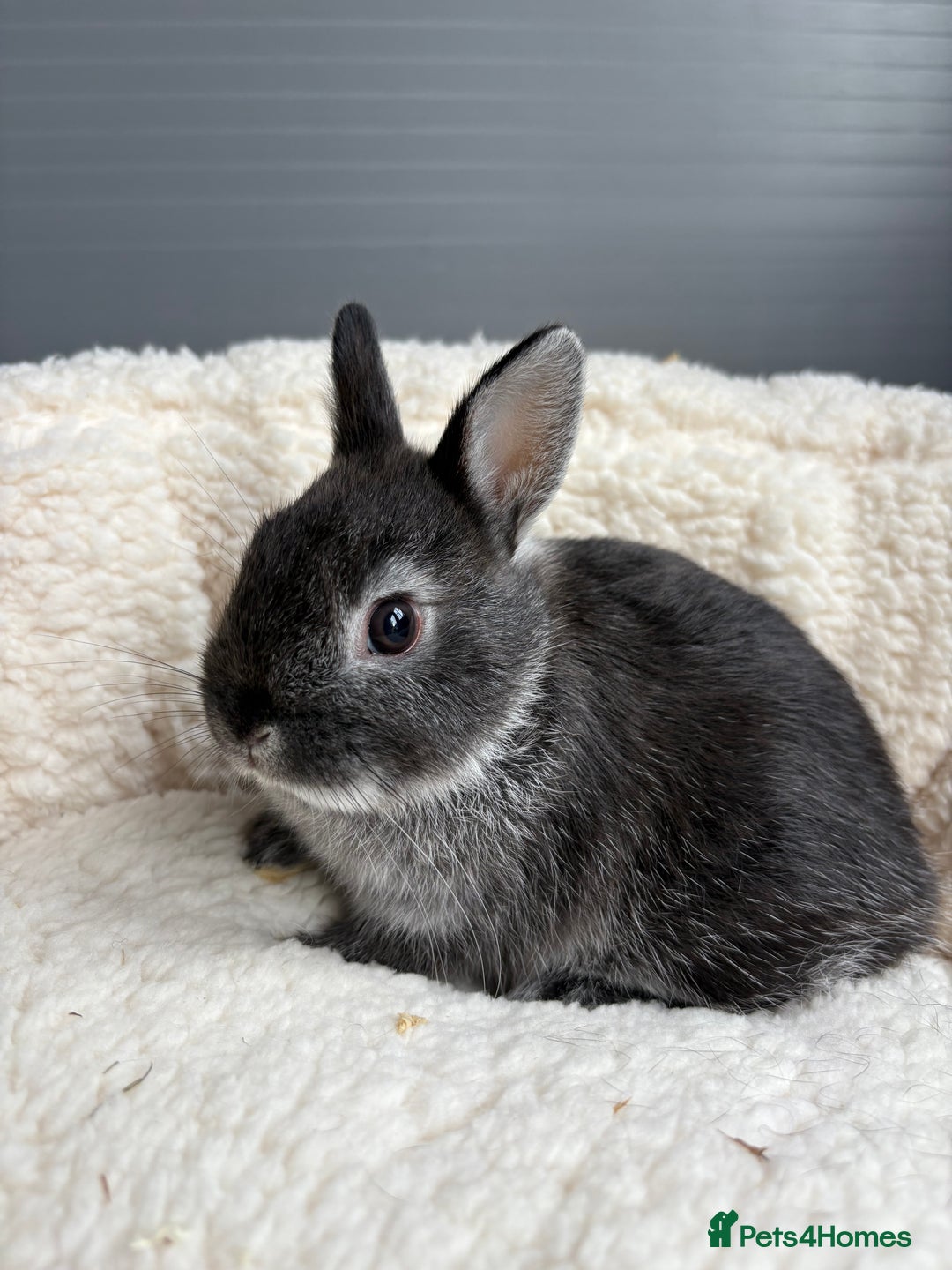 Netherland Dwarf rabbits for sale: Pure bred Netherland dwarfs  - Image 2