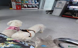 Bichon Frise dogs for adoption: ROMINA - a Beautiful Bichon Girl for a Loving Home - Image 2