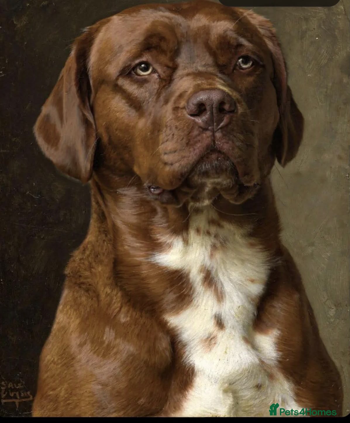 Dogue De Bordeaux dogs Dogue de Bordeaux Cross springer - Advert 2