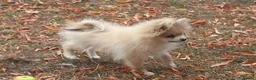 Pomeranian dogs for sale: Beautiful pomeranian puppies - Advert 7
