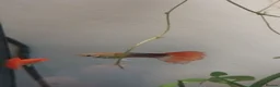 Live Bearers fish for sale: 5 male guppies   - Advert 4
