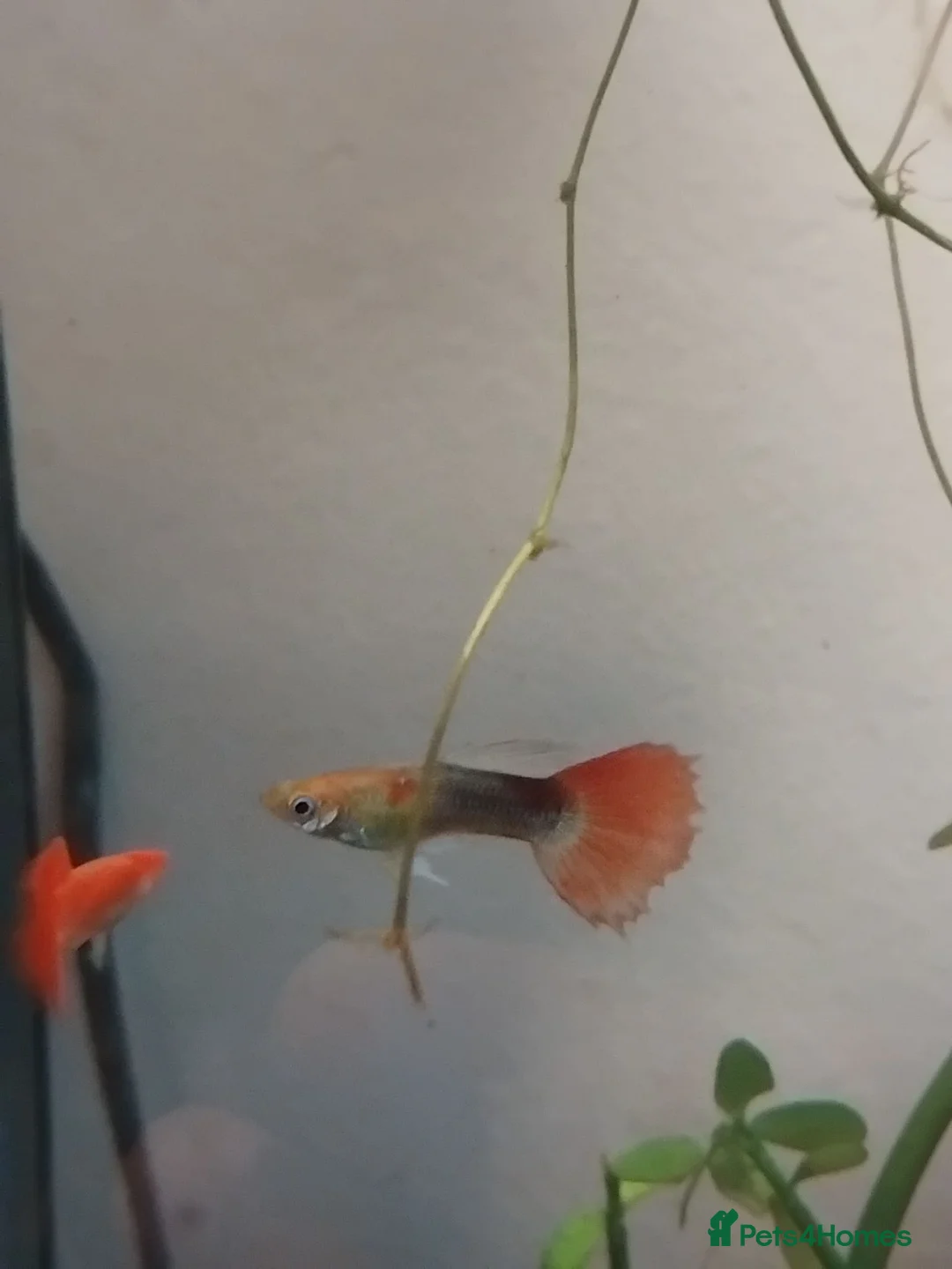 Live Bearers fish for sale: 5 male guppies   - Advert 4