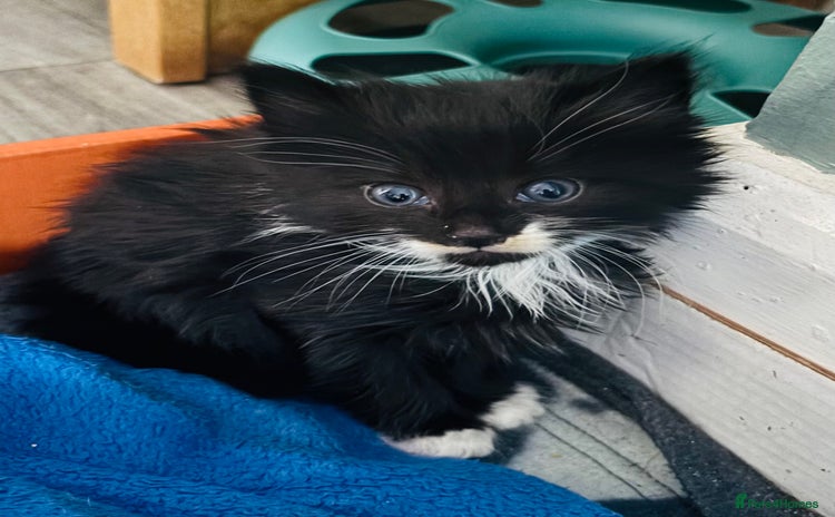 Mixed Breed cats - Advert 18