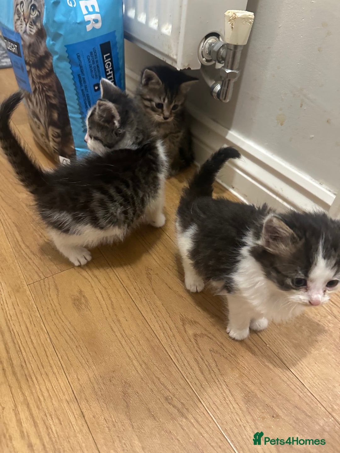 Mixed Breed cats for sale: Persian mixed bread kittens  - Advert 10