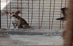 Mixed Breed dogs for adoption: Bugsy, approx 6 mnths. Available for adoption.  - Image 18