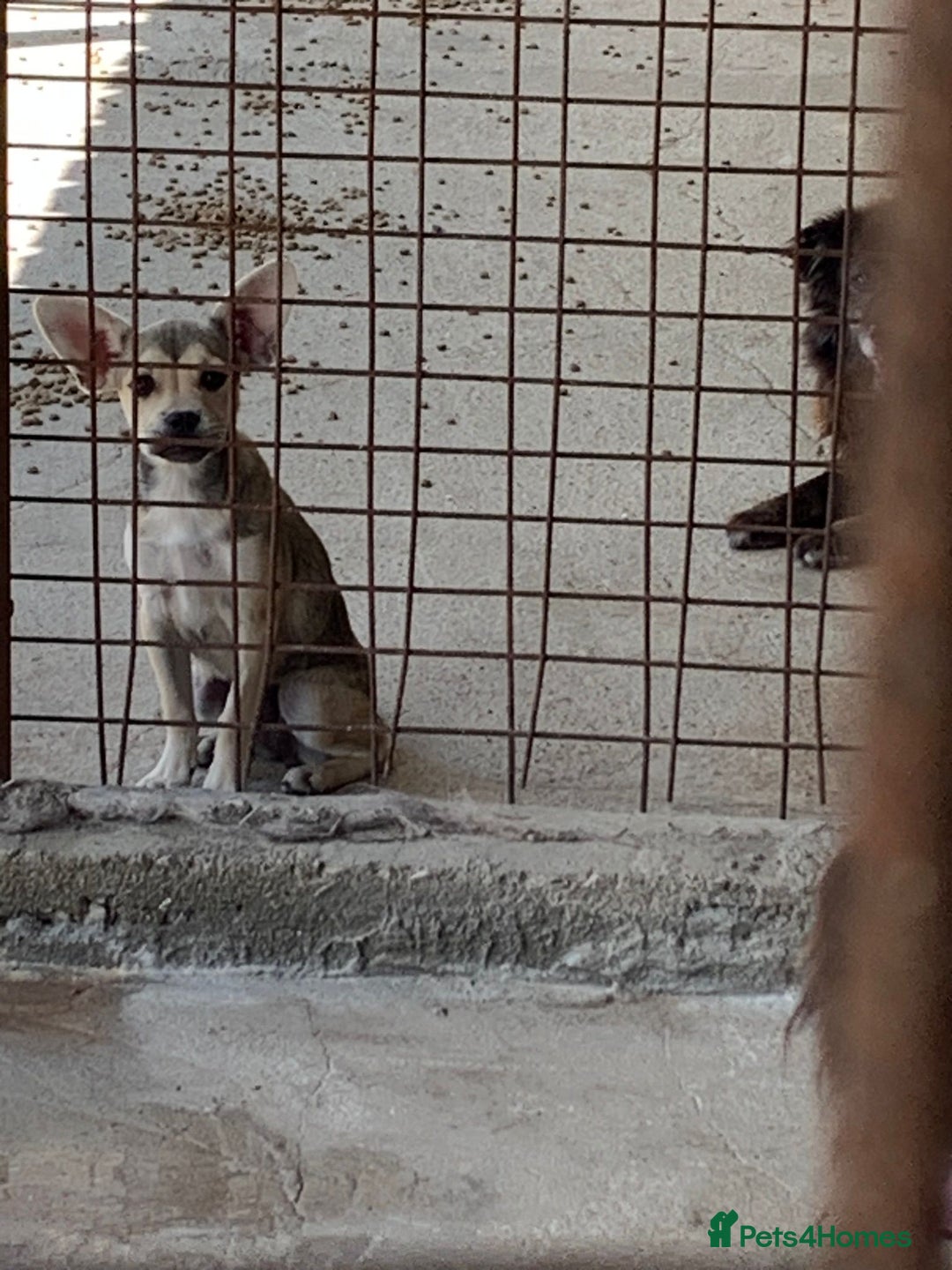 Mixed Breed dogs for adoption: Bugsy, approx 6 mnths. Available for adoption.  - Image 18