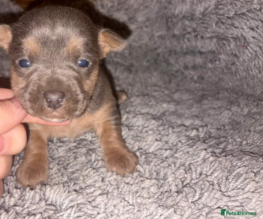 Jack Russell dogs for sale: Blue and tan jack russels  - Advert 8