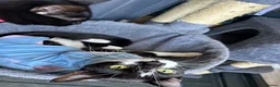 Mixed Breed cats for sale: URGENT REHOMING FEMALE CAT COOKIE//black and white in Brighton - Advert 3