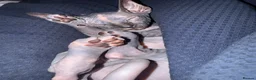 Sphynx cats for sale: Beautiful Sphynx kittens  - Advert 3