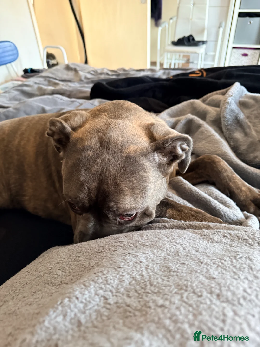 Cane Corso dogs for sale: 8 month old cane corso  in Morden - Advert 1