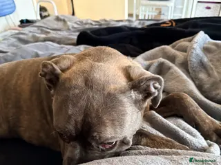 Cane Corso dogs 8 month old cane corso - Advert 4