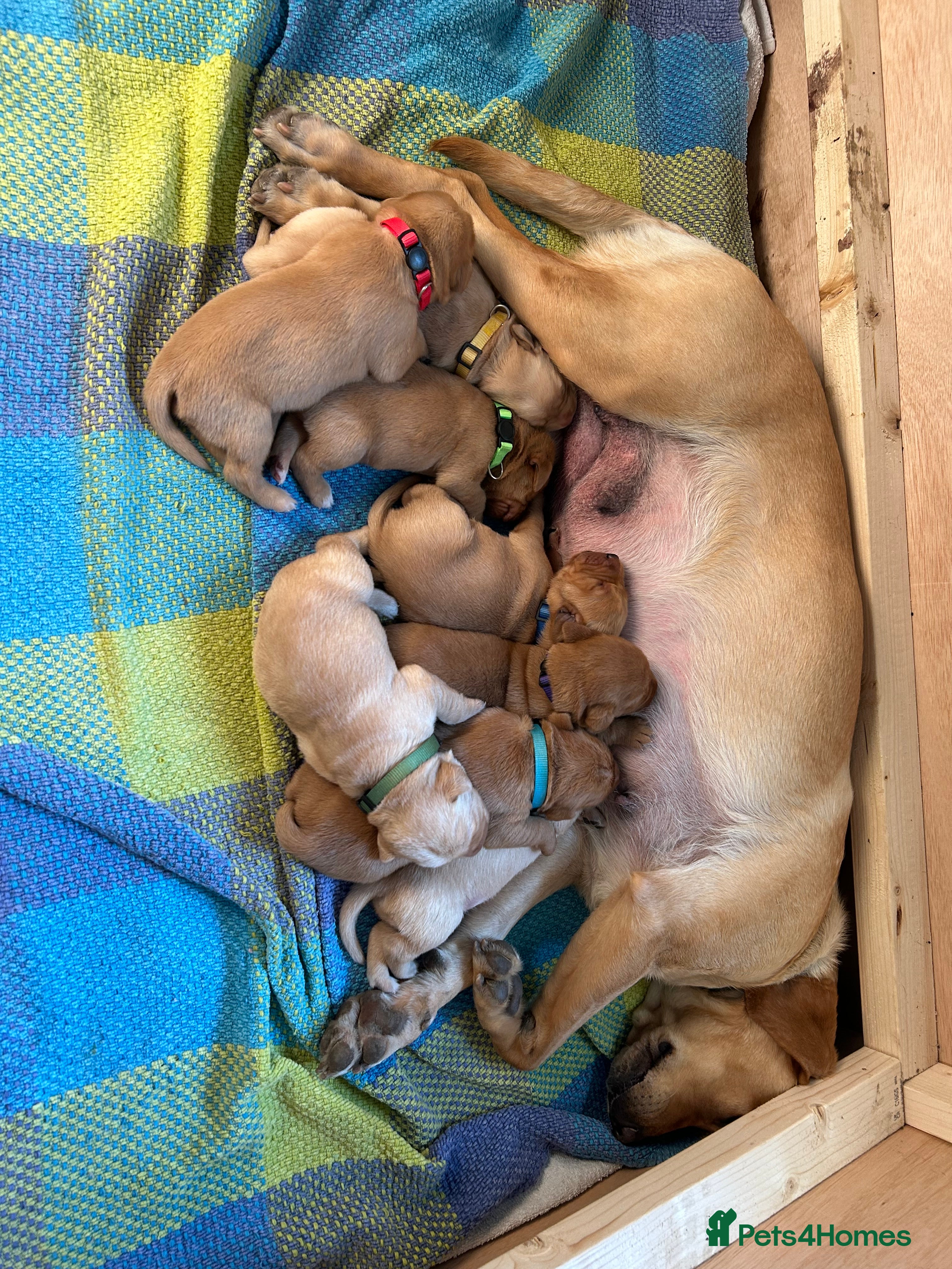 Labrador Retriever dogs 8 Labrador retriever puppies for sale - Advert 2