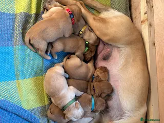 Labrador Retriever dogs 8 Labrador retriever puppies for sale - Advert 2