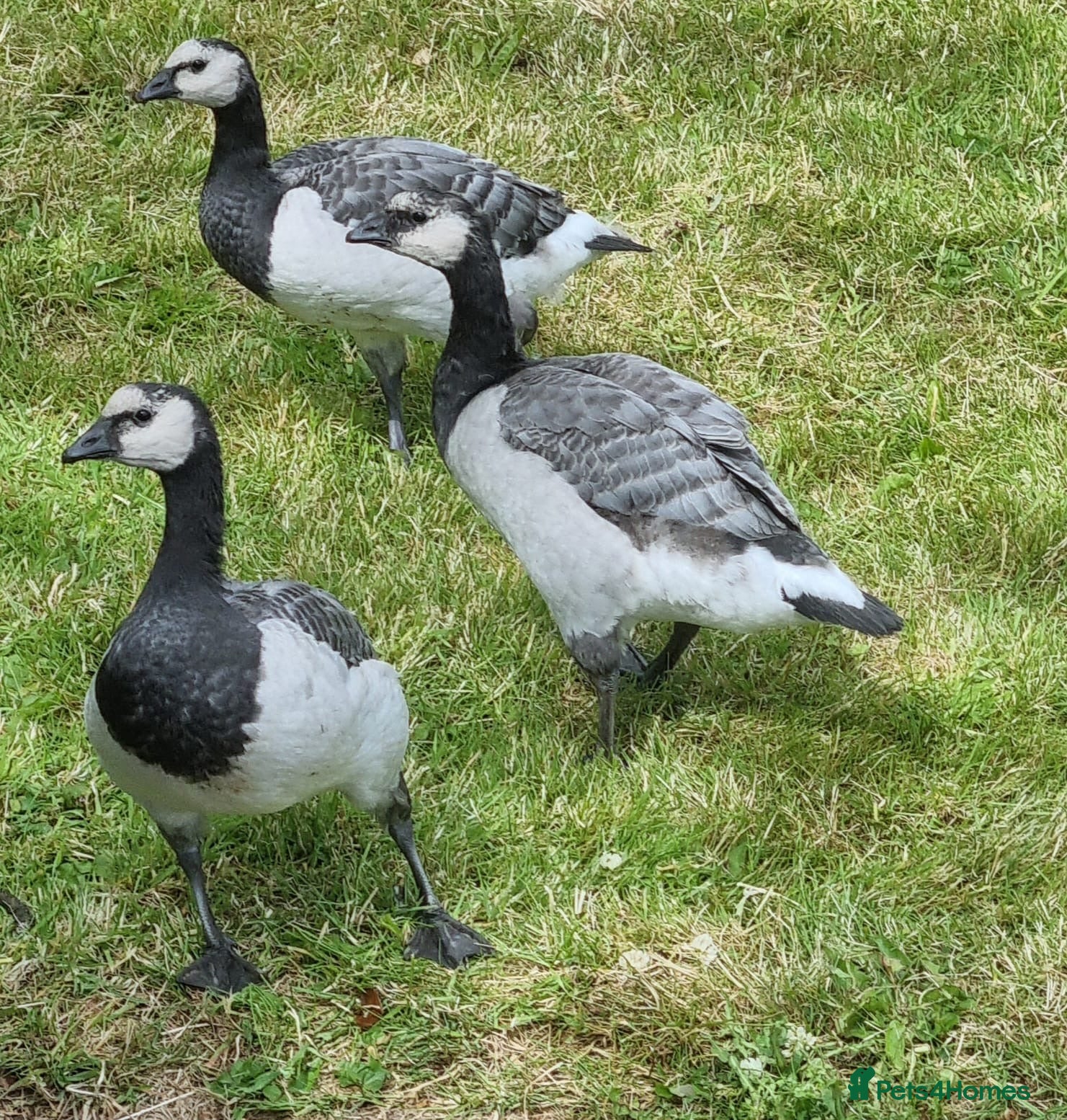 Waterfowl poultry 3 barnacle geese for sale - Advert 3