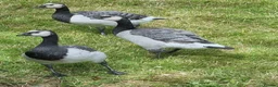 Waterfowl poultry for sale: 3 barnacle geese for sale in Hartlepool - Advert 1