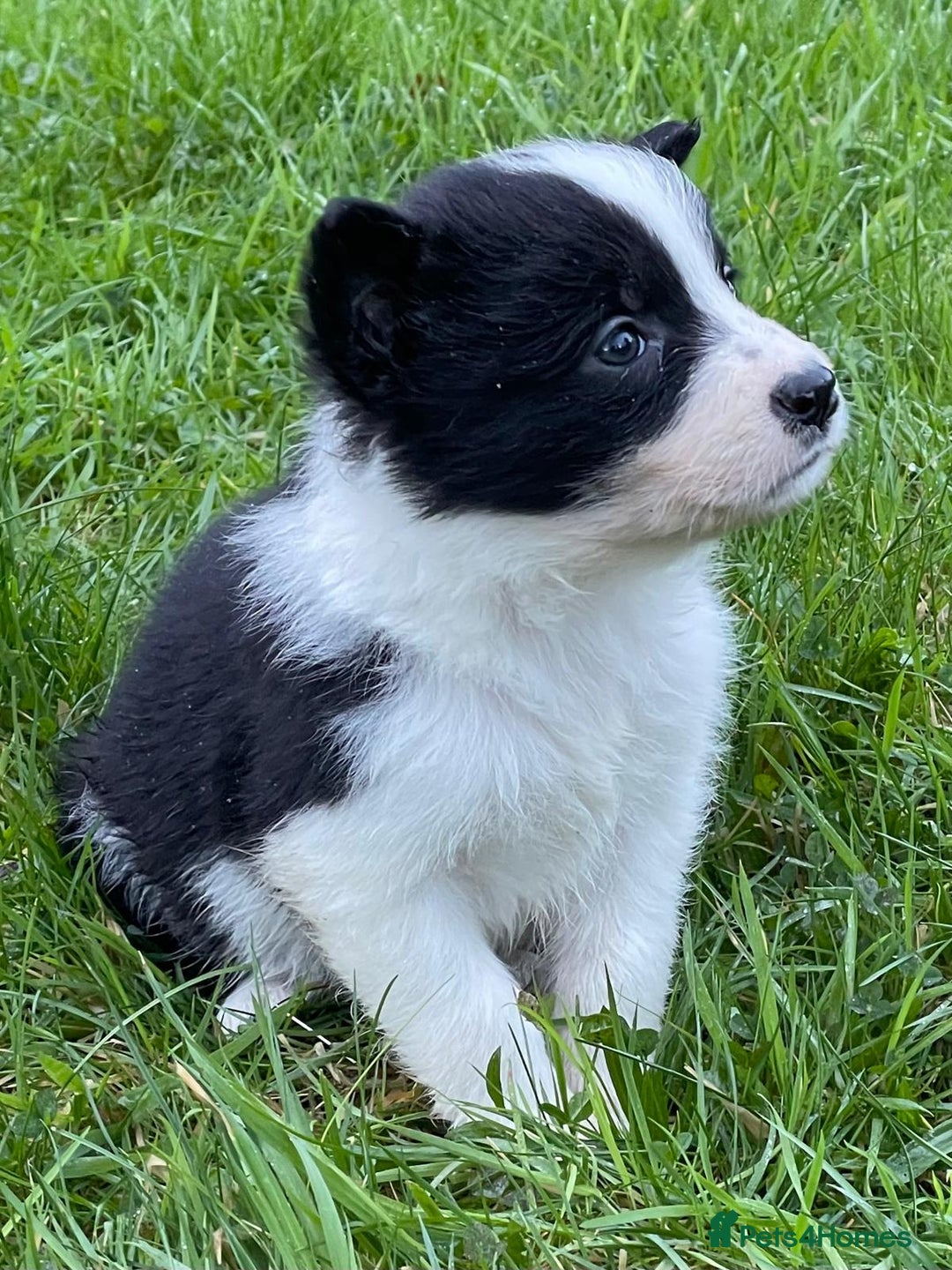 Border Collie dogs for sale: ISDS Border Collie Pups - Advert 13