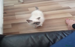 Ragdoll cats for sale: Gorgeous ragdoll kitten  - Image 5