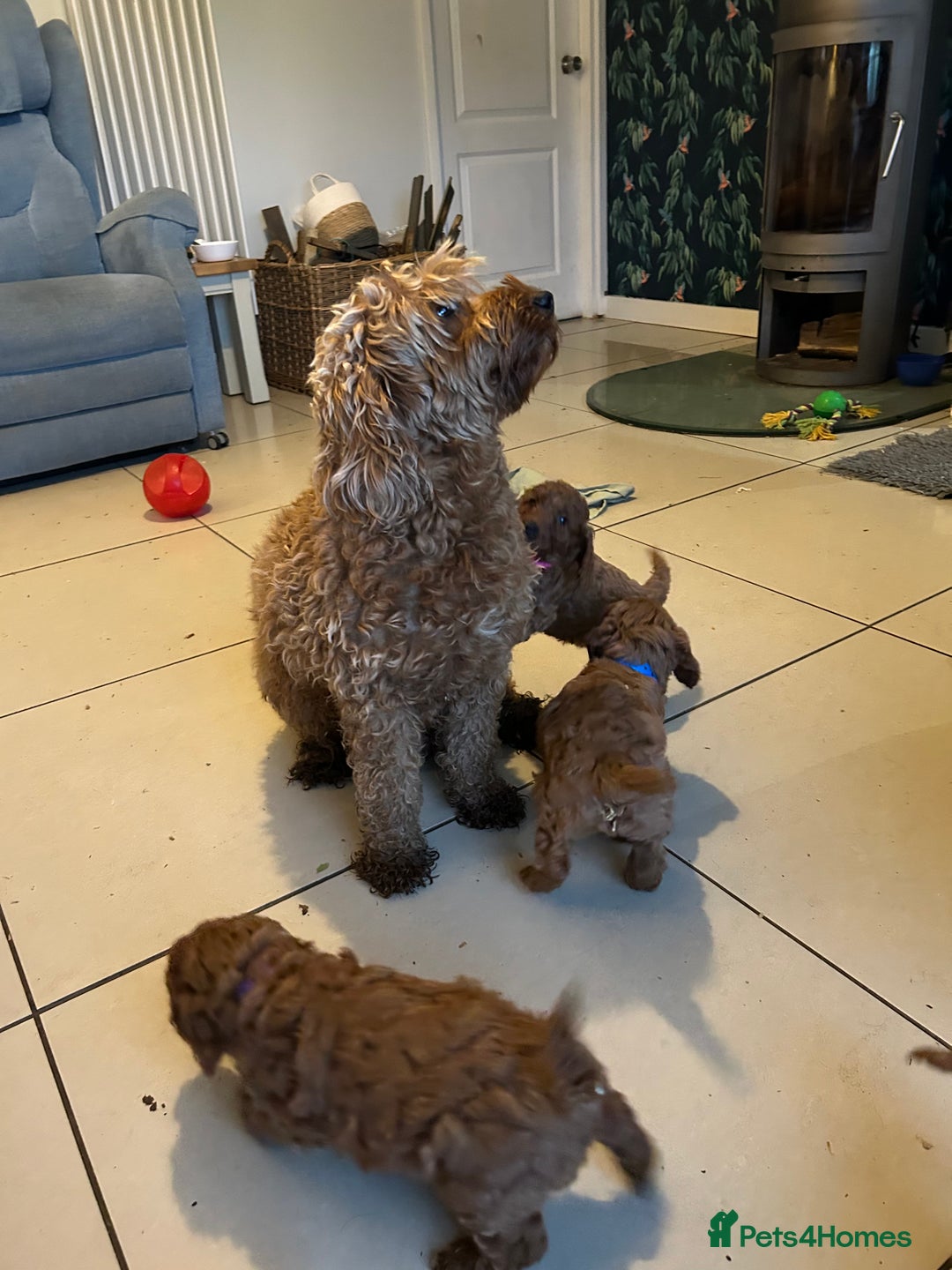 Cockapoo dogs for sale: F1b Red Cockapoos - Advert 1