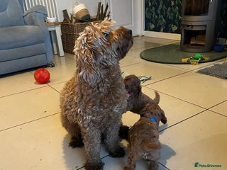 Cockapoo dogs F1b Red Cockapoos - Advert 1