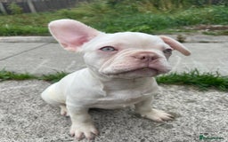 French Bulldog dogs for sale: 2 French bulldog pups.  1 boy & 1 girl.  - Image 4