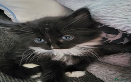 Mixed Breed cats for sale: 5 Beautiful kitten for sale - Image 5