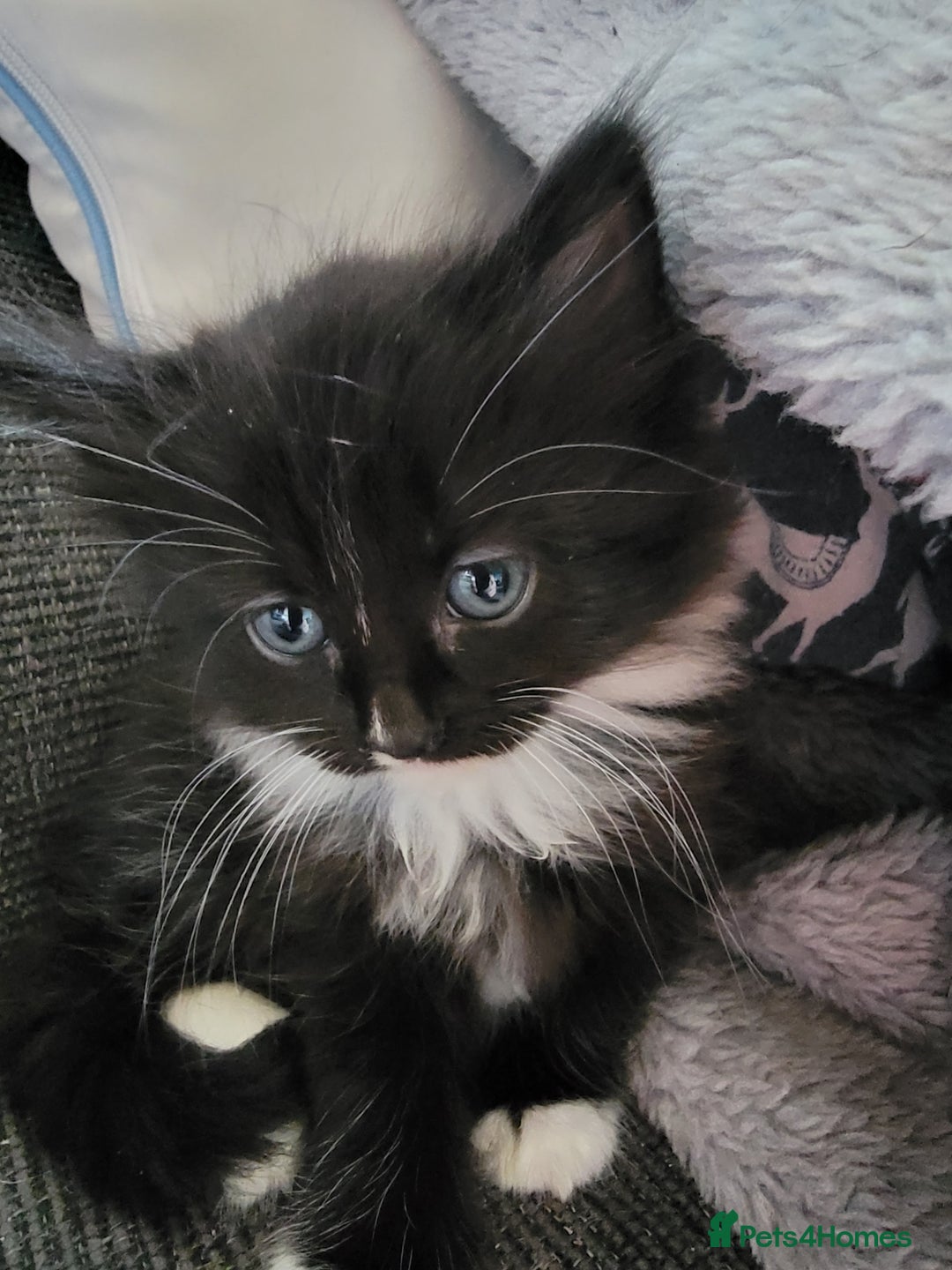 Mixed Breed cats for sale: 5 Beautiful kitten for sale - Image 5