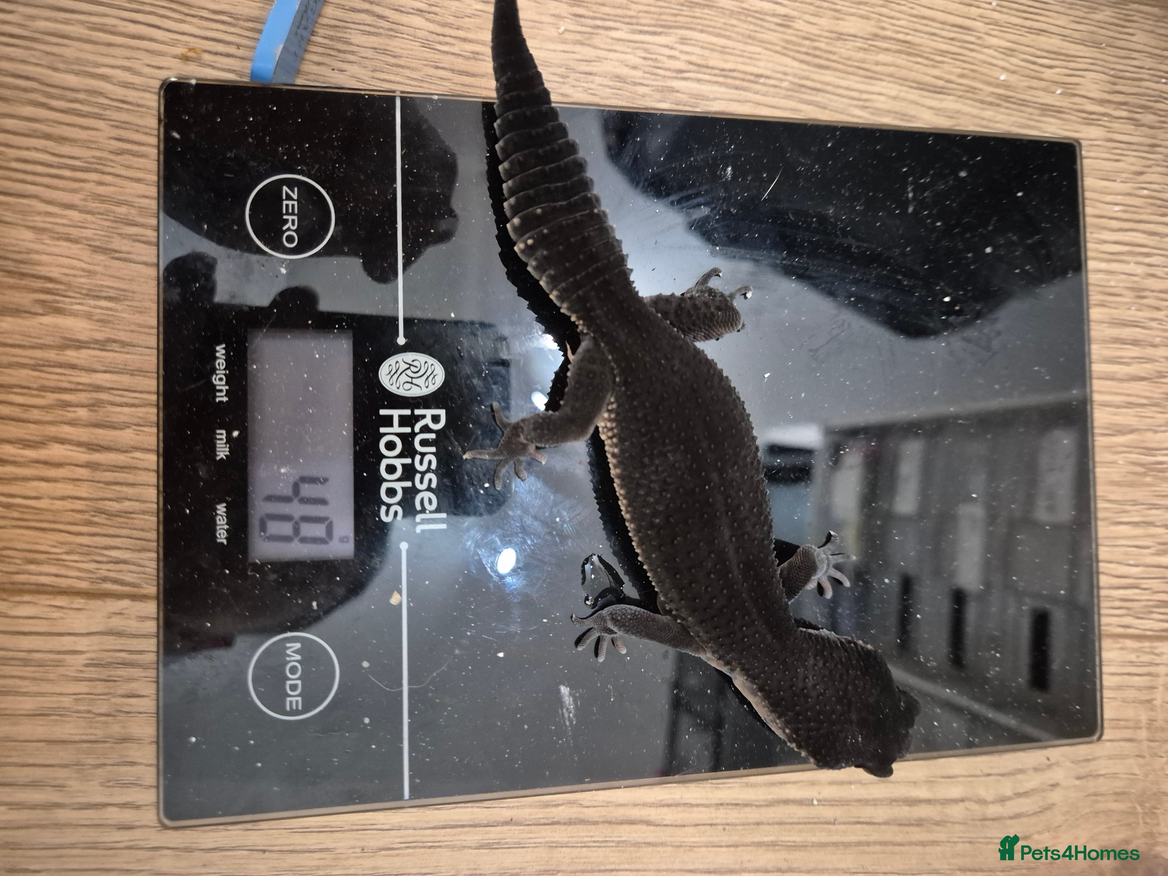 Leopard Gecko reptiles Female adult black night leopard gecko  - Advert 20