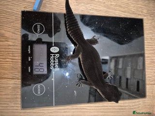 Leopard Gecko reptiles - Advert 1