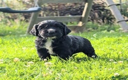 Cocker Spaniel dogs for sale: Working Cocker spaniel pups - Image 5