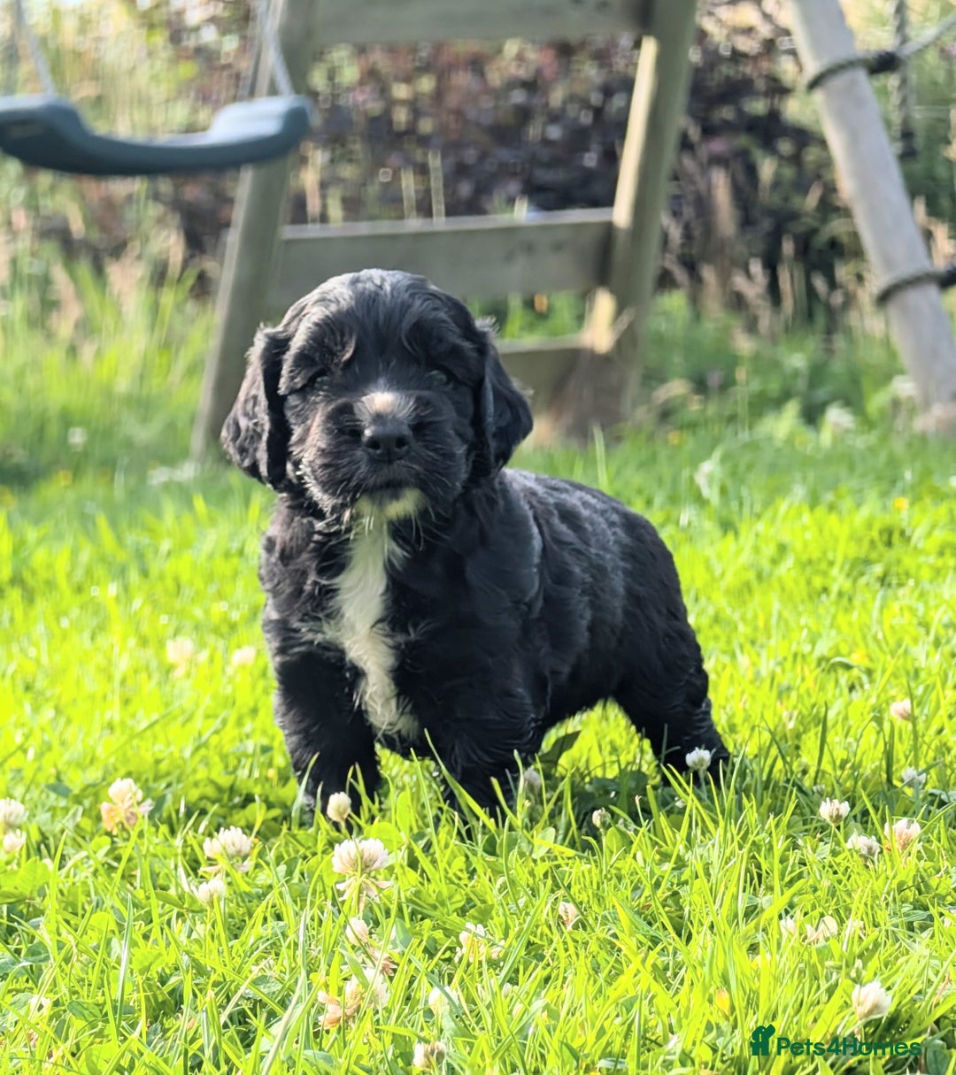 Cocker Spaniel dogs for sale: Working Cocker spaniel pups - Image 5