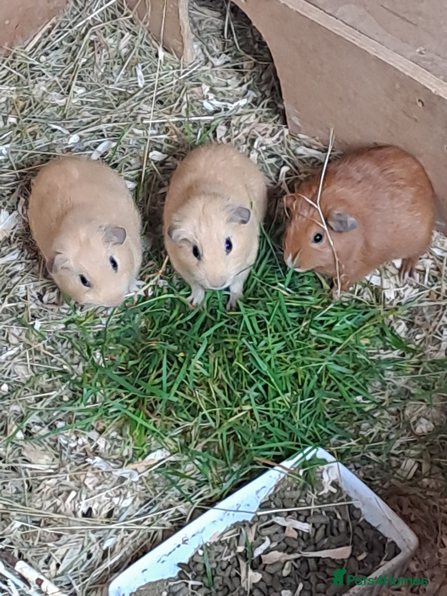 Guinea Pig rodents Only two beautiful Baby guinea pigs left for sale - Advert 15
