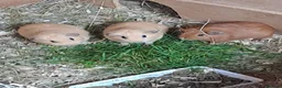 Guinea Pig rodents for sale: Beautiful Baby guinea pigs for sale  - Advert 3