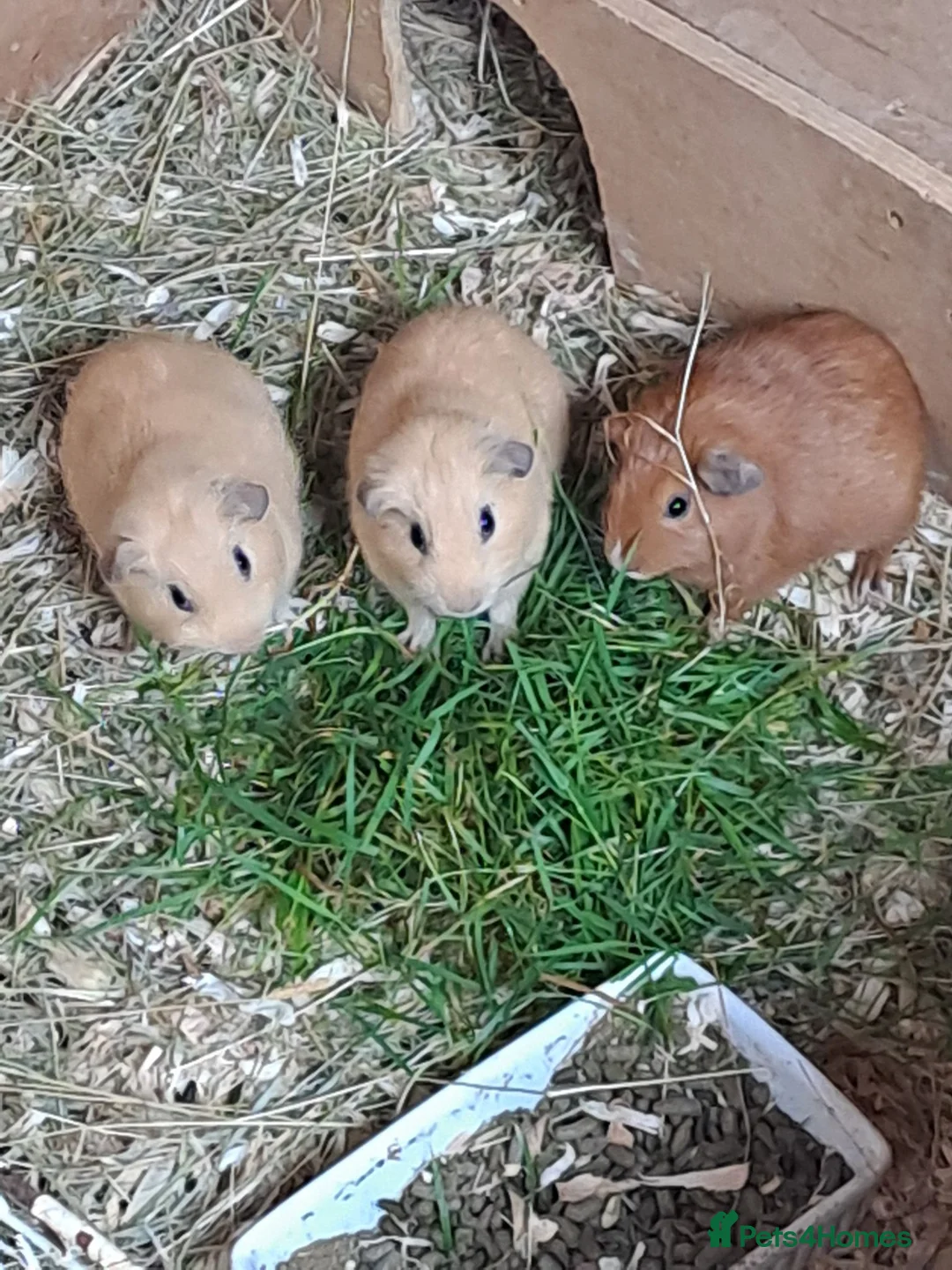 Guinea Pig rodents for sale: Only two beautiful Baby guinea pigs left for sale - Advert 1