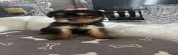 Yorkshire Terrier dogs for sale: Adorable Yorkshire Terrier Puppies 8 girls&1 boy.  - Advert 38