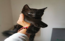 Bombay cats for sale: 6 beautiful Bombay kittens  - Image 20