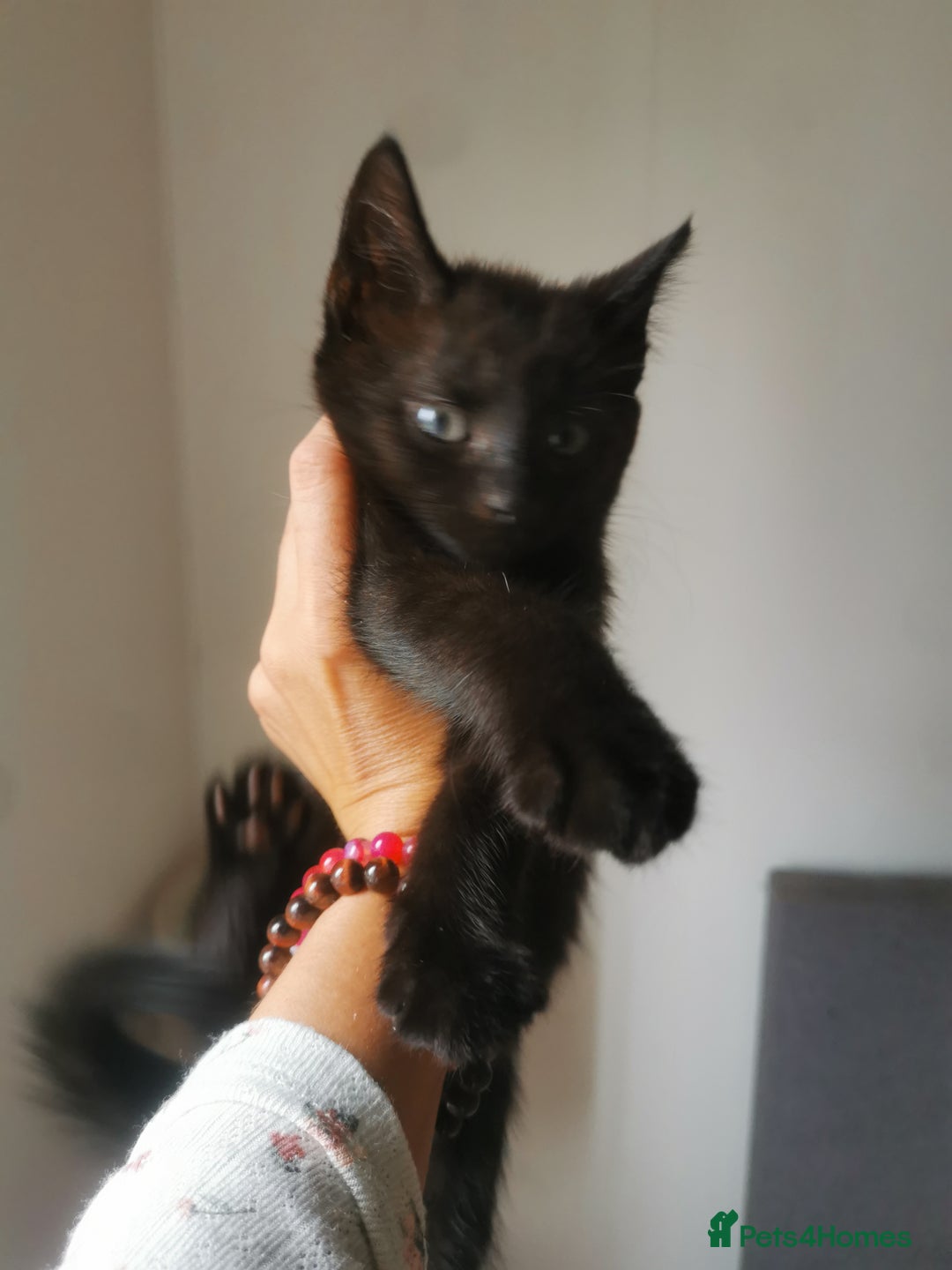 Bombay cats for sale: 6 beautiful Bombay kittens  - Image 20