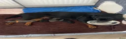 Mixed Breed dogs for sale: Labrotties - Advert 2