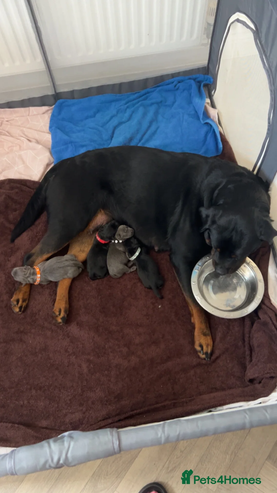 Mixed Breed dogs for sale: Labrotties - Advert 2