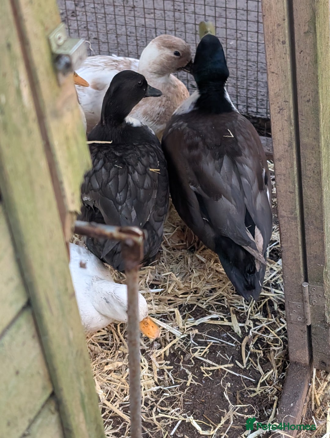 Ducks poultry for sale: Cull ducks, cock golden pheasant  - Advert 5