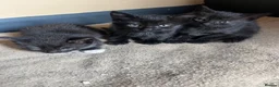 Mixed Breed cats for sale: Kittens ready Now 2 female 3 male - Advert 7