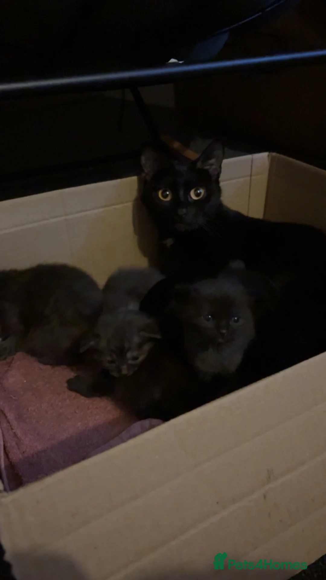 Mixed Breed cats for sale: British DSH x Ragdoll kitten for sale in Grantham - Advert 8