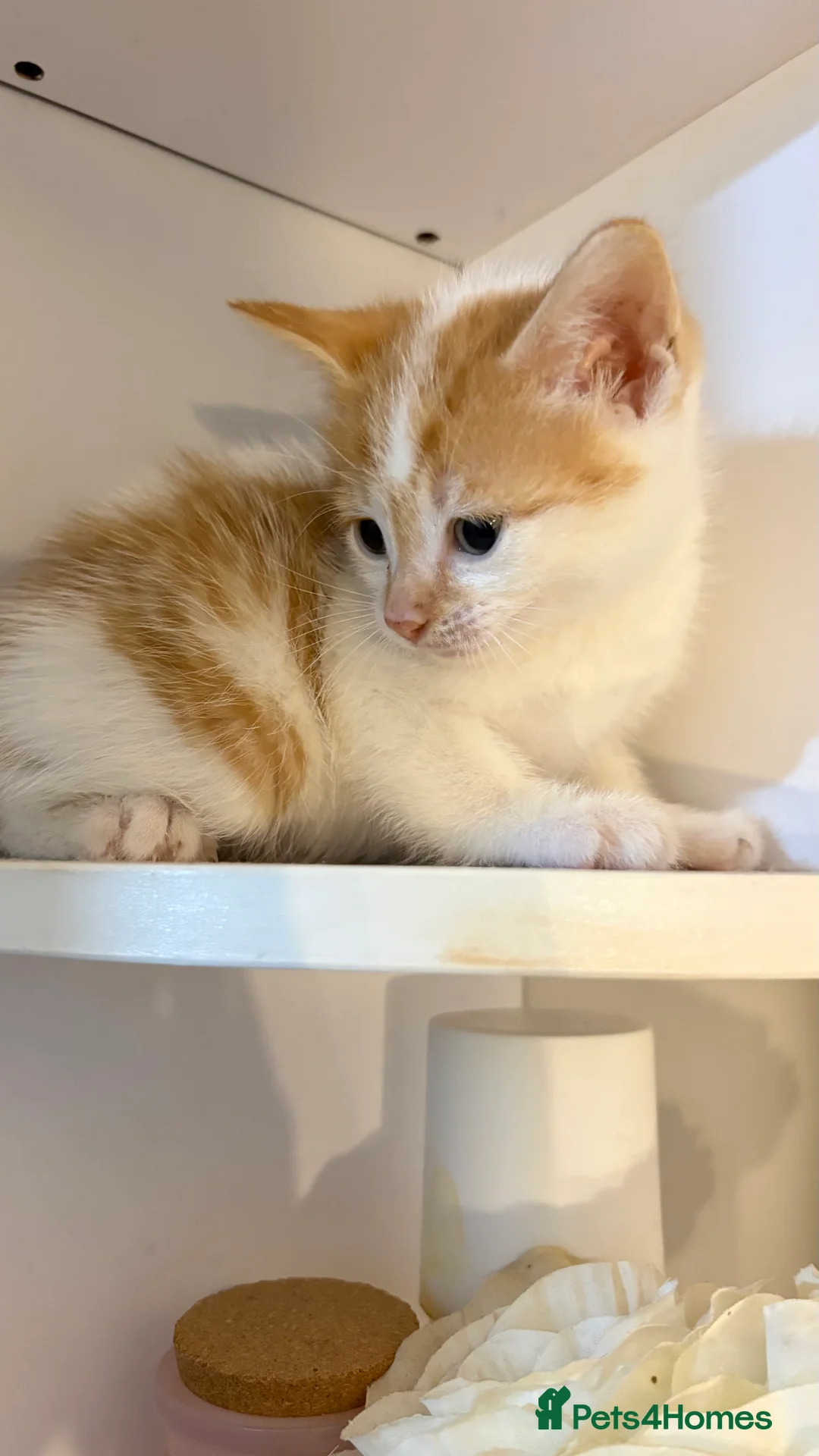 British Shorthair cats for sale: 6 beautiful kittens for sale  - Advert 2