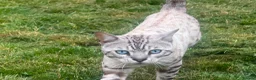 Bengal cats for sale: Bengal tiger kittens  - Advert 11