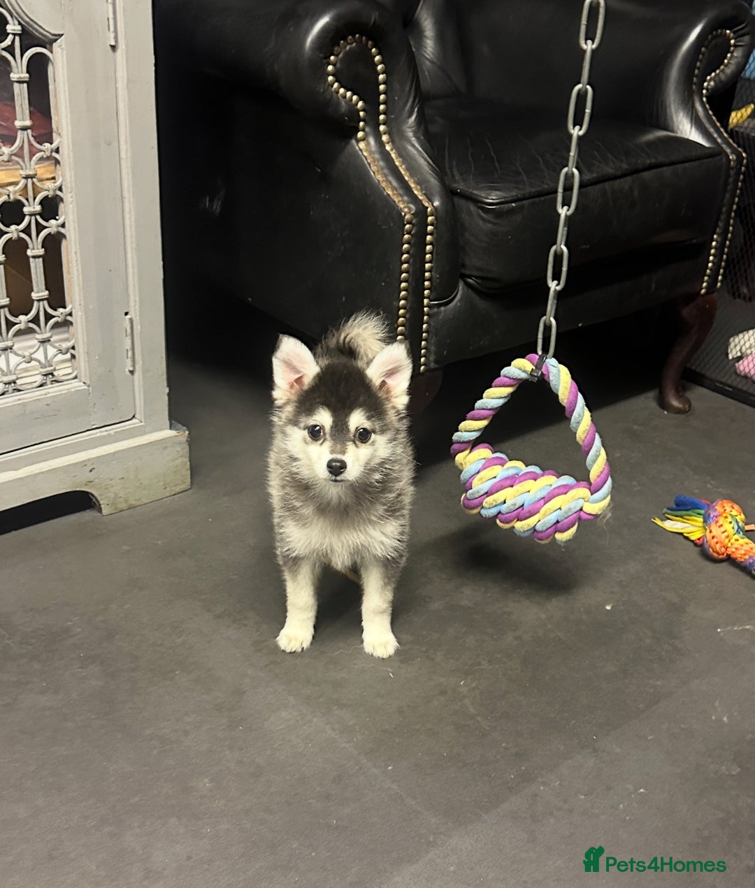 Pomsky dogs for sale: Stunning perfect husky markings f3 Pomsky puppies - Advert 19