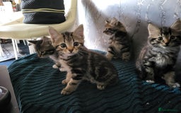 Mixed Breed cats for sale: Kittens for sale  - Image 4