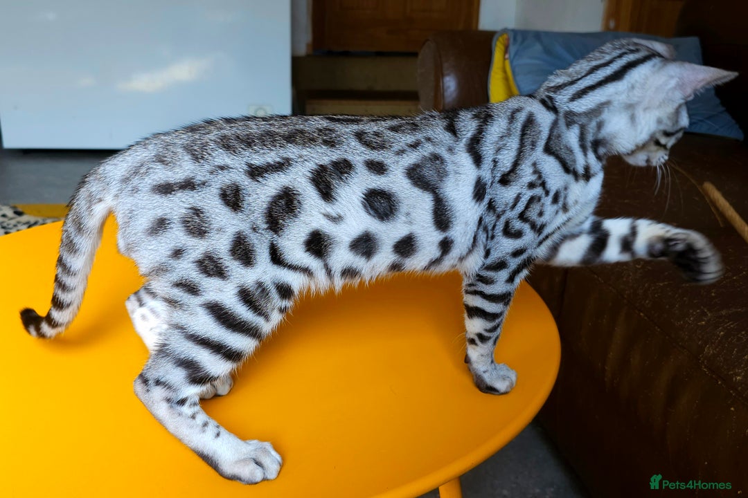 Bengal cats for sale: Exceptional Bengal kittens Available  - Image 11